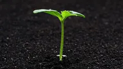 Vous avez acheté des jeunes plants trop tôt ? Voici comment les conserver jusqu’à la plantation